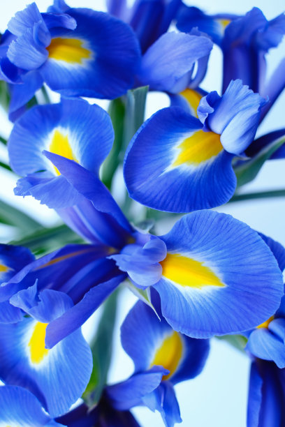 一束时髦的蓝黄色鸢尾花特写。花瓣的特写。花卉卡片或墙纸。精致的抽象花卉粉彩背景图片下载