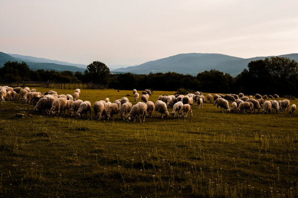 羊在草地上吃草，白色的动物，吃东西，棕色，婴儿，太阳，黑色，阳光，外面，夏天，奶酪，牛奶，农场，村庄，乡村图片下载