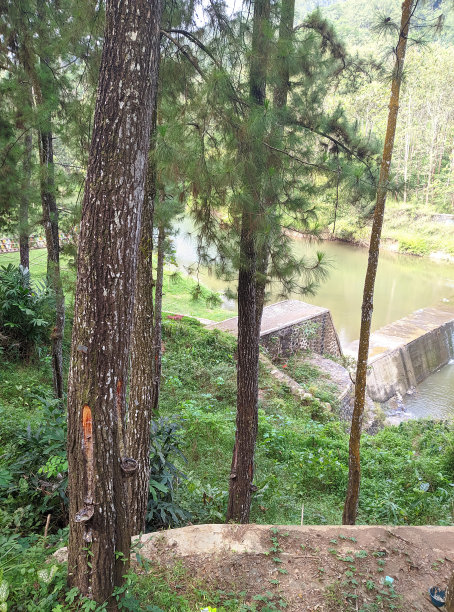 松林、云杉、草木图片下载