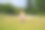 可爱的亚洲小女孩在炎热的夏天骑自行车在草坪上。快乐的小女孩在户外骑自行车。儿童健康暑期活动图片下载