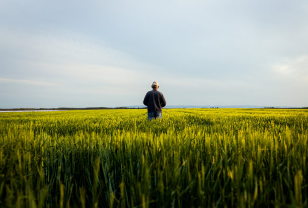 一位年长的农民站在大麦田里检查庄稼。图片下载