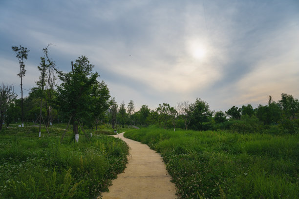 黄昏的草和树图片下载