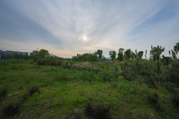 黄昏的草和树图片下载