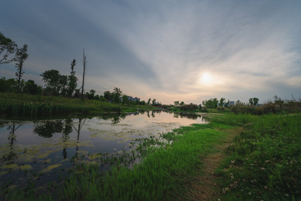 黄昏的草和树图片下载