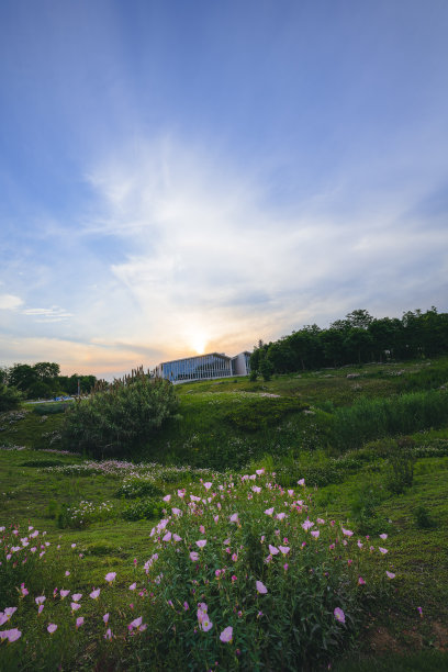 黄昏的草和树图片下载