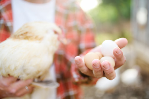 农民在养鸡场收集新鲜有机鸡蛋。地板笼散养鸡是现代家禽养殖的发展趋势。本地业务。图片下载