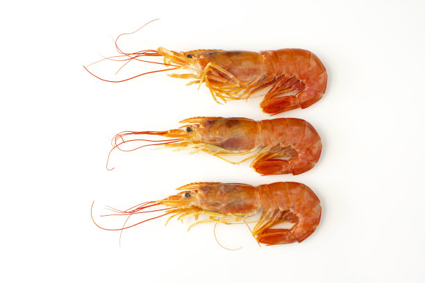 3巨型虾图片下载