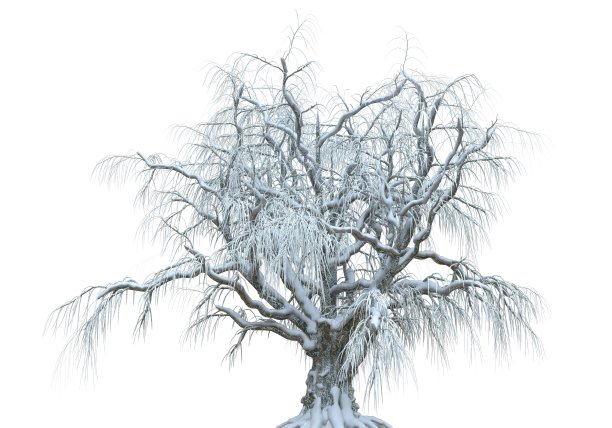 冬天的树在雪孤立在白色背景3d插图图片下载