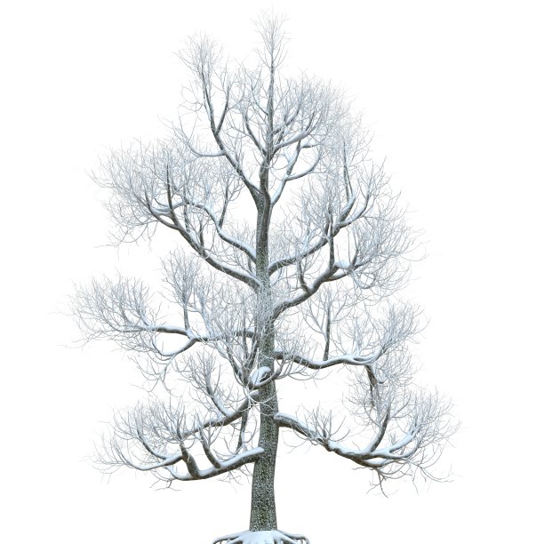 冬天的树在雪孤立在白色背景3d插图图片下载
