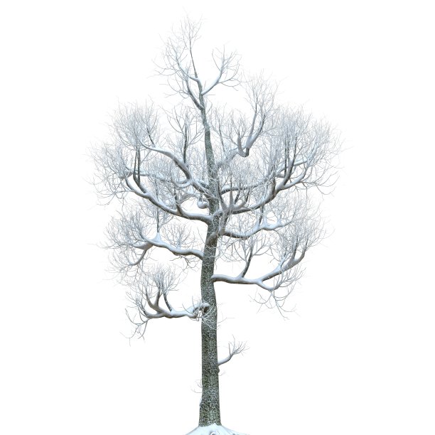冬天的树在雪孤立在白色背景3d插图图片下载