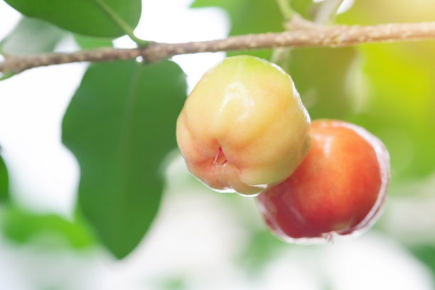 泰国针叶樱桃上三。精选重点，巴巴多斯樱桃，马比利亚，高维生素。针叶水果。图片下载