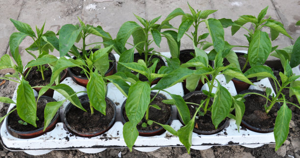 在塑料花盆中种植甜椒幼苗图片下载