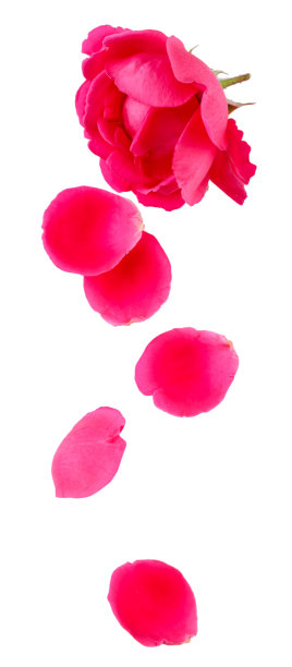 玫瑰花瓣洒在白色的背景上。孤立的图片下载
