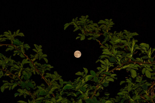 满月穿过灌木丛图片下载