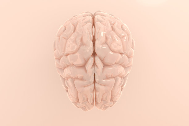 人类大脑解剖模型三维插图图片下载