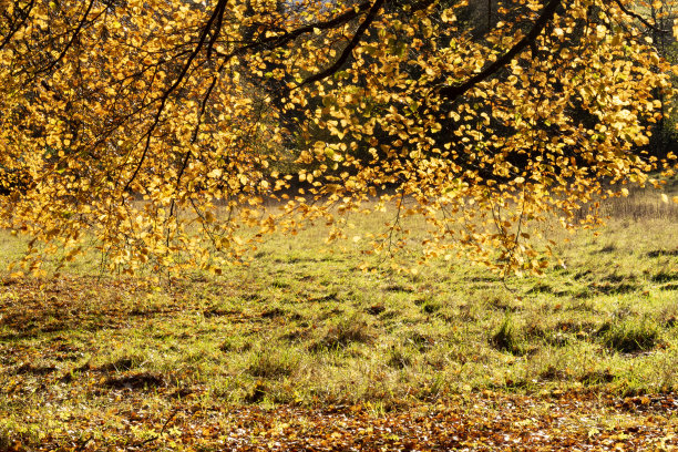 山毛榉树图片下载