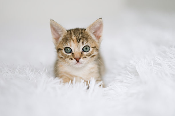 白色毯子上的小猫图片下载