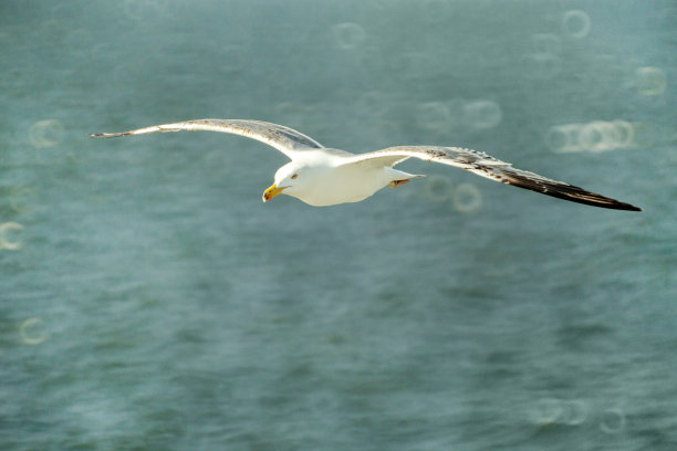 海鸥图片下载