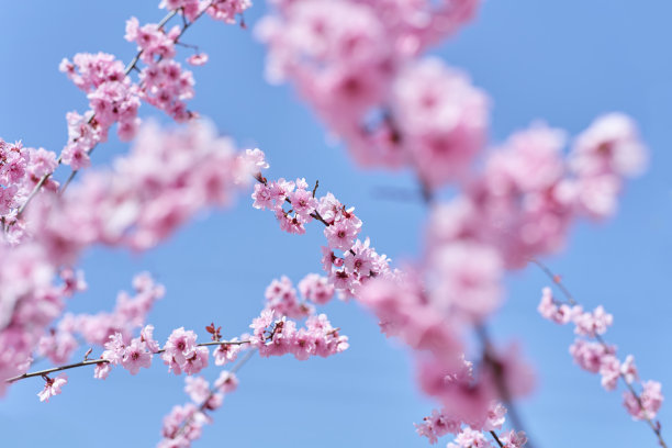 春天的桃花图片下载