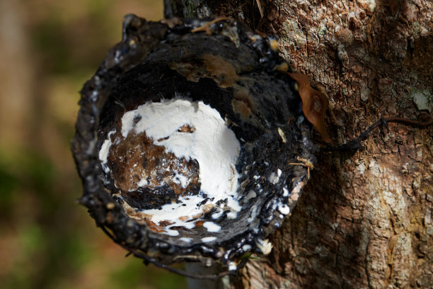 干燥的橡胶胶乳粘在橡胶树脏碗图片下载