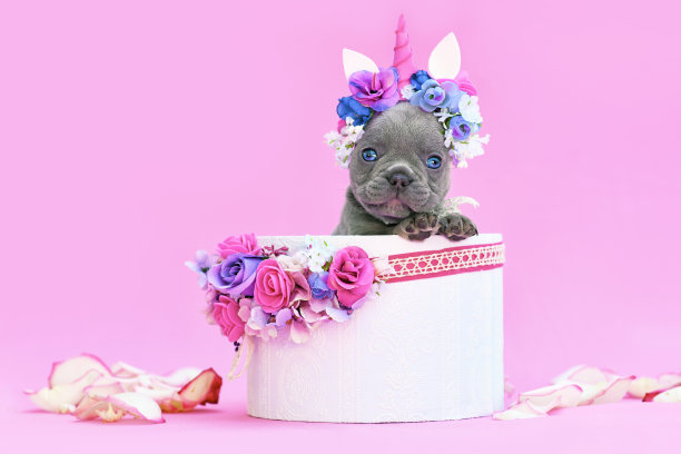 蓝色法国斗牛犬小狗与独角兽头带图片下载