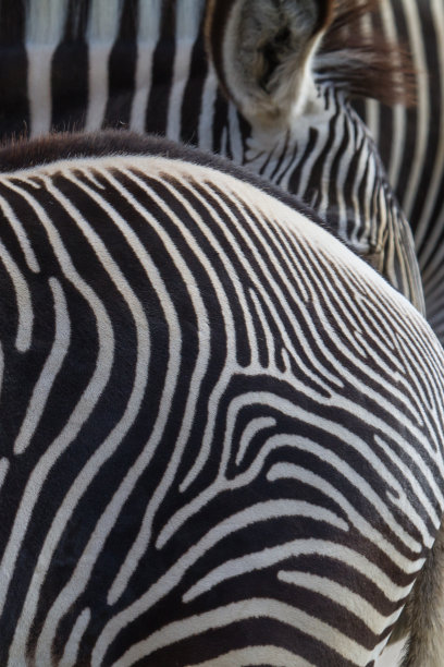 近距离观察斑马条纹-图案，纹理图片下载