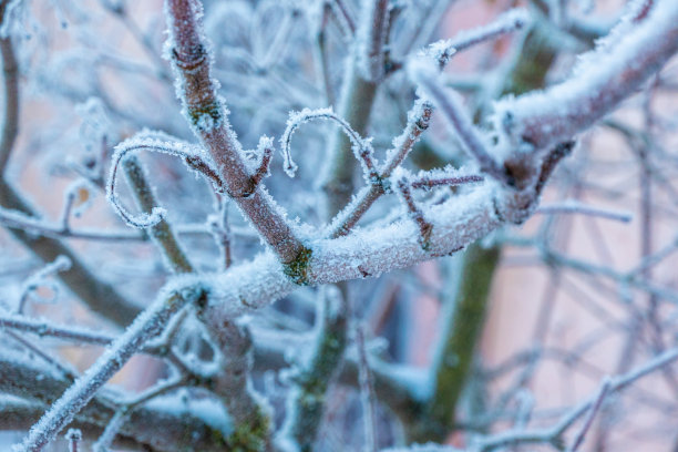 黄叶子的灰枫树树枝特写。冬天的风景。高质量的照片图片下载