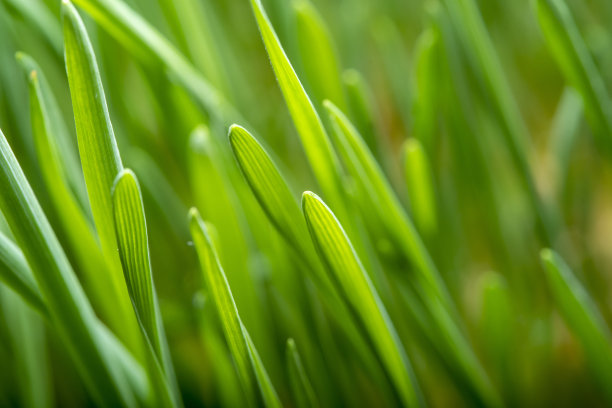 特写生长的新鲜草在软焦点。绿色背景的主题是农业和种植粮食。自给自足与食物。图片下载