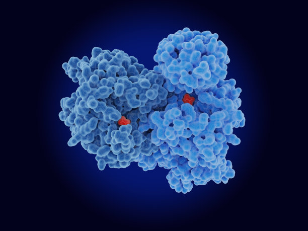 丙酮酸激酶M2 (PKM2)二聚体。PKM2在癌细胞从能量产生到生长的重编程中起着关键作用(Warburg效应)。图片下载