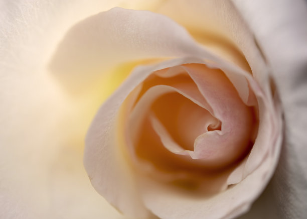 玫瑰花蕾的宏观照片。婚姻和浪漫的关系和情人节的主题背景图片下载