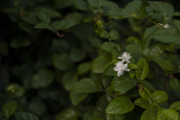 阿拉伯茉莉花树在夏天的时候夏天的stock照片图片下载