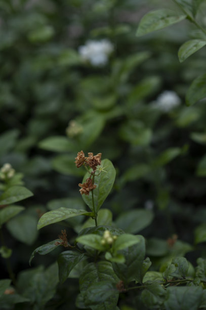 阿拉伯茉莉花树在夏天的时候夏天的stock照片图片下载