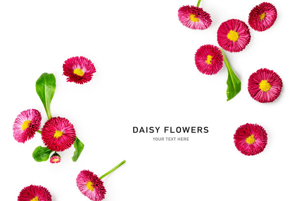 粉红色雏菊花创意布局图片下载