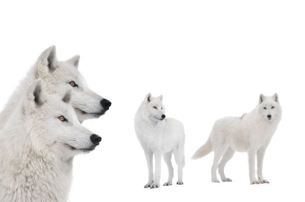 白色背景上孤立的极地狼的肖像图片下载