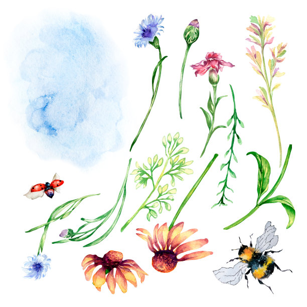 草地上蓝色。粉红色的花，草，瓢虫，蜜蜂，矢车菊水彩插图孤立图片下载