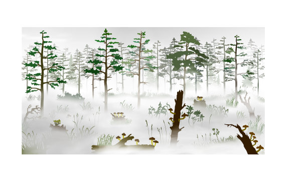 在松树林前的雾中沼泽图片下载