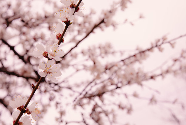 在蓝天的映衬下，一棵开花的树的美丽的树枝。美丽的樱花在春天的季节在公园里。纹理有花卉图案，背景自然。开花的树。宏。图片下载