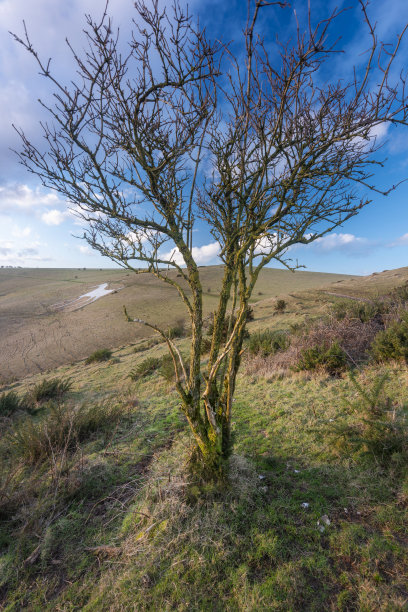 奥尔顿巴恩斯白马，在牛奶山的一边，在冬天的阳光下，英格兰威尔郡，英国。图片下载