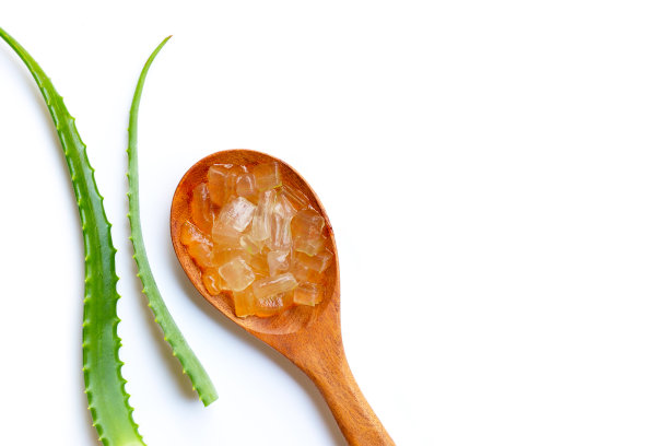 芦荟是一种受欢迎的保健美容的药用植物，白底。图片下载