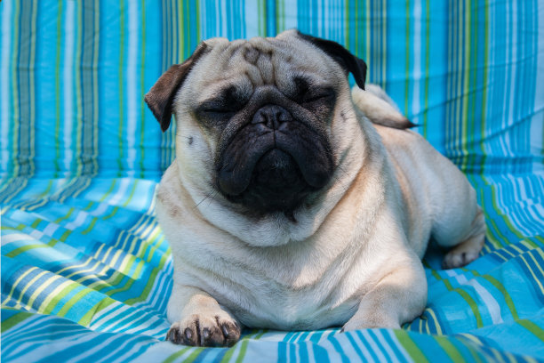 帕格在午休。图片下载