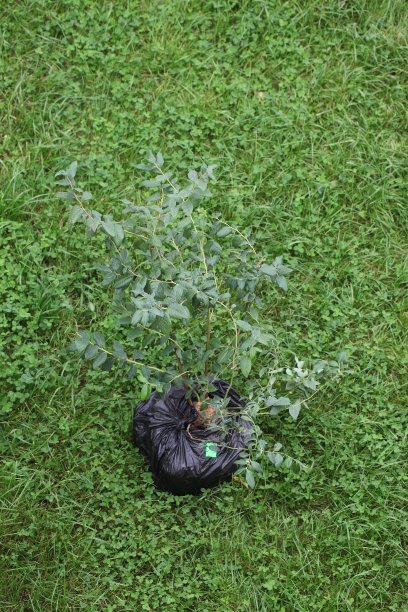 花园蓝莓幼苗移植在一个泥土容器。五岁图片下载