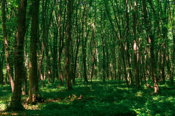 林荫林中的景观，灌木丛生图片下载