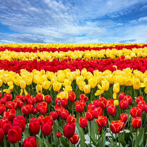 郁金香花田和蓝天风景图片下载