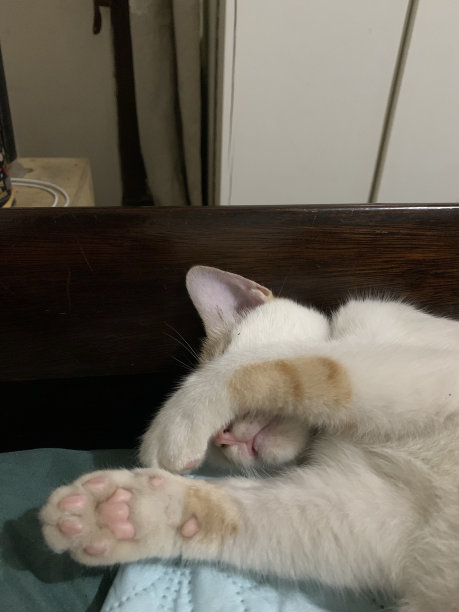 没有照片请图片下载