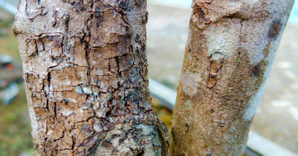 two-branched树结构图片下载