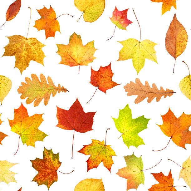无缝图案彩色秋叶孤立在白色背景图片下载