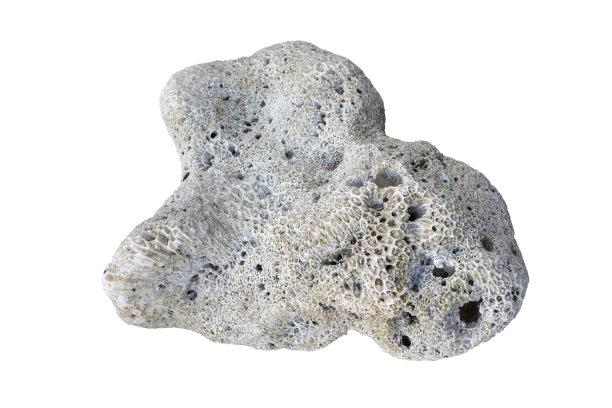 白珊瑚孤立在白色背景包括剪切路径。图片下载