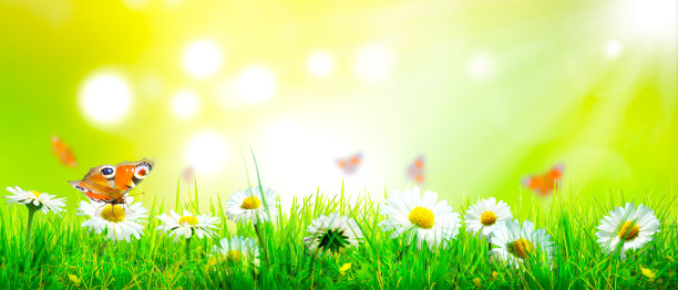 花园中模糊背景下的蝴蝶美丽的自然景观。图片下载