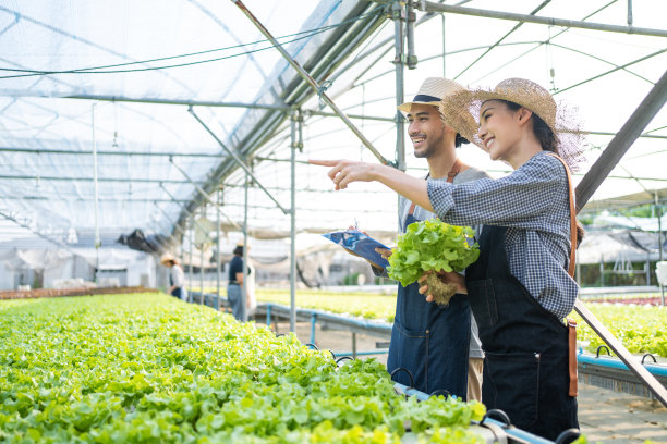 亚洲农民夫妇在蔬菜水培农场幸福地工作。有吸引力的农业青年男女在农场一起看和检查绿色橡树的质量。业务健康食品图片下载