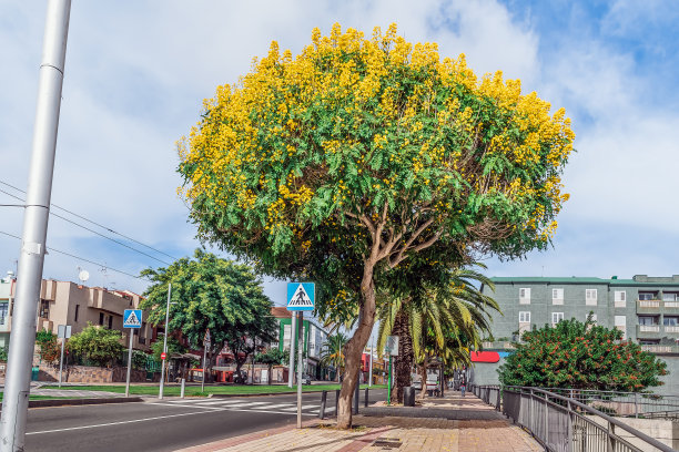 西班牙加那利群岛的拉古纳镇，一棵长着黄色花序的塞纳spectabilis树，矗立在城市街道的中央图片下载